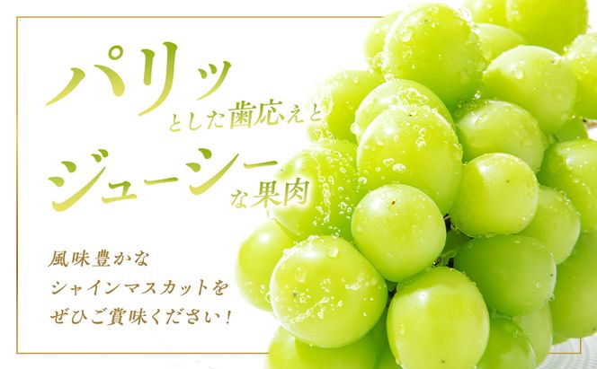 ぶどう 2026年 先行予約 シャイン マスカット 1房 約800g 贈答箱 ブドウ 葡萄 フルーツ 果物 岡山 赤磐市産 農マル園芸 あかいわ農園 果物類 シャインマスカット 