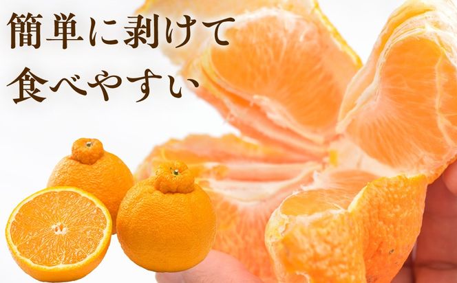 ［先行予約］厳選 不知火10kg+250g（傷み補償分）［デコポンと同品種・人気の春みかん］ 	CZ205