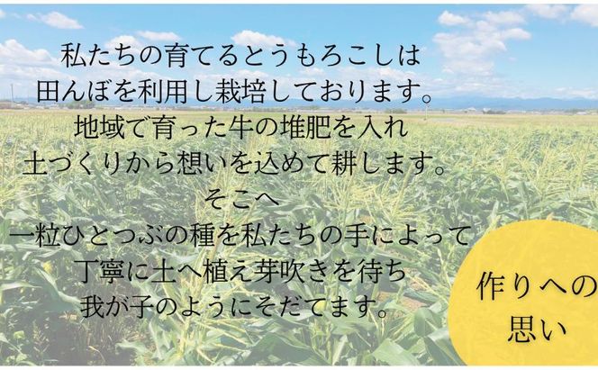 【先行予約】リピーター続出！とうもろこし【甘々娘】