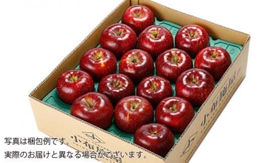 秋映 約5kg 12～18玉 ［小布施屋］ りんご 林檎 リンゴ 果物 フルーツ 令和7年産【2025年10月発送】［A-206］