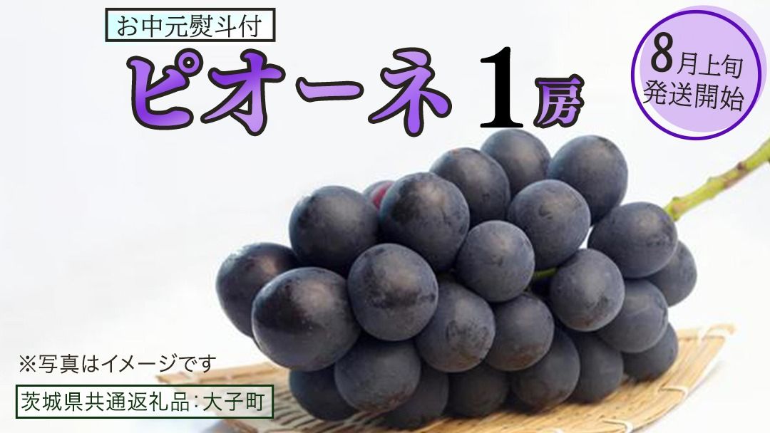 [ お中元 熨斗付き ] ピオーネ 1房 [2026年8月上旬発送開始](茨城県共通返礼品:大子町) ブドウ ぶどう 葡萄 ピオーネ 果物 フルーツ 果実