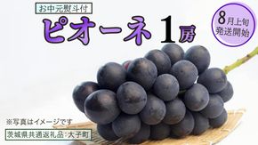 【 お中元 熨斗付き 】 ピオーネ １房 【2026年8月上旬発送開始】(茨城県共通返礼品：大子町) ブドウ ぶどう 葡萄 ピオーネ 果物 フルーツ 果実