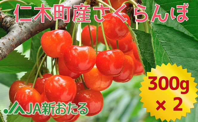 北海道 仁木町産  7月旬 さくらんぼ 600g （300g×2） サクランボ チェリー フルーツ 果物 果物類  仁木町 仁木 [JA新おたる]