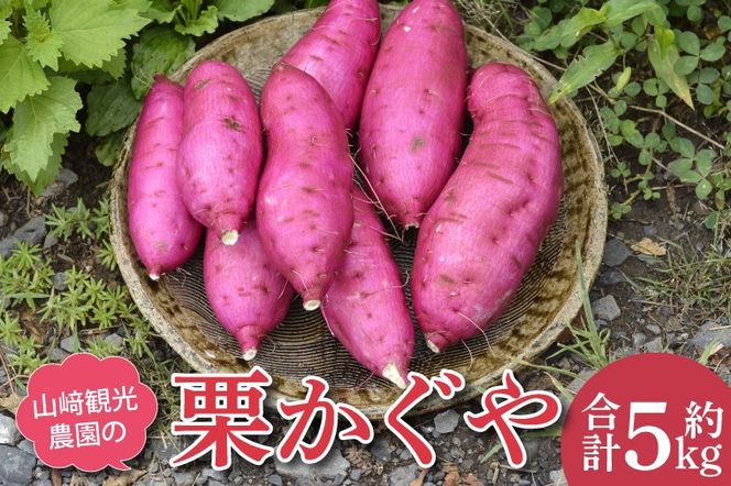 AU015　【数量限定】山﨑観光農園の栗かぐや　約5kg