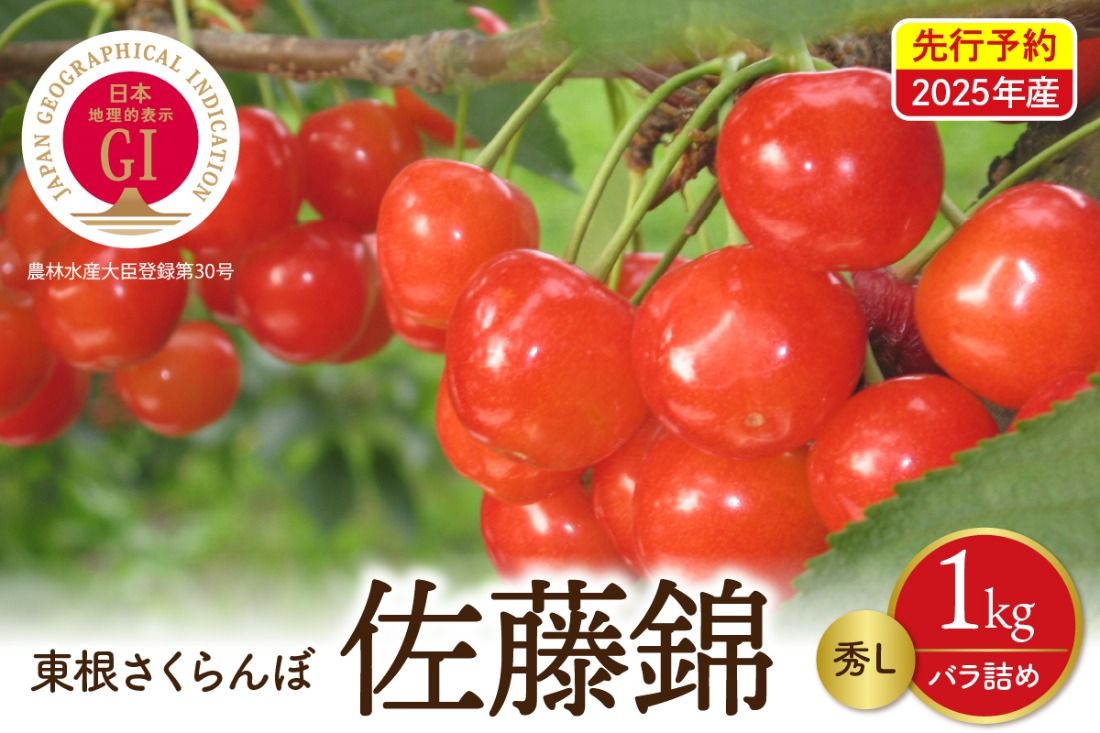 [先行予約]2025年産 GI東根さくらんぼ佐藤錦 秀L 1kgバラ詰め(500g×2P) 晴天畑提供 hi026-002-2