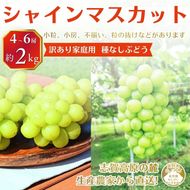 【2026年10月発送】シャインマスカット 訳あり家庭用 約2kg 4～6房 マスカット ぶどう 果物 信州 長野