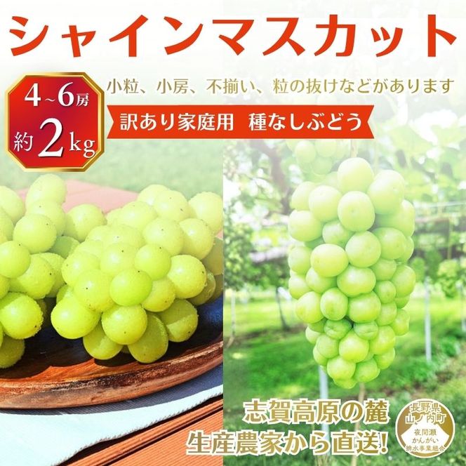 【2026年10月発送】シャインマスカット 訳あり家庭用 約2kg 4～6房 マスカット ぶどう 果物 信州 長野