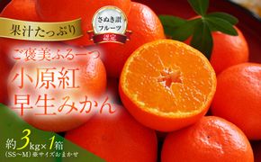 ≪ご褒美ふるーつ≫「小原紅早生みかん」約3kg【2026年12月以降お届け】 372013_MD013
