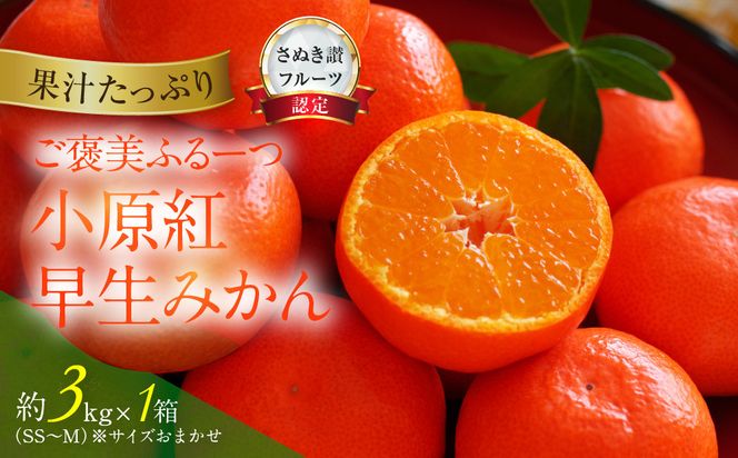 ≪ご褒美ふるーつ≫「小原紅早生みかん」約3kg【2026年12月以降お届け】 372013_MD013