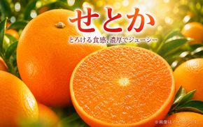 とろける食感 ジューシー柑橘 せとか 約2.5kg みかん 蜜柑 柑橘 オレンジ 果物 フルーツ 国産 和歌山県広川町 ※2027年1月下旬頃～2027年2月上旬頃に順次発送予定【uot789A】