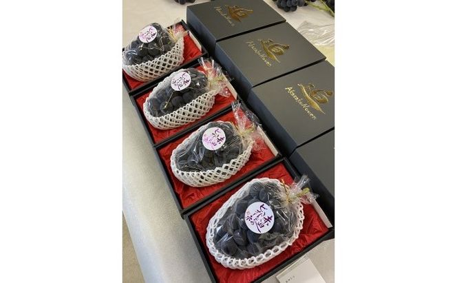 黒 ニュー ピオーネ 1房 650g以上 葡萄 ぶどう フルーツ 岡山 高梁市産 赤迫農園 2026年 先行予約 果物 デザート 愛情 最高 新鮮 桐箱入り 美味しい 