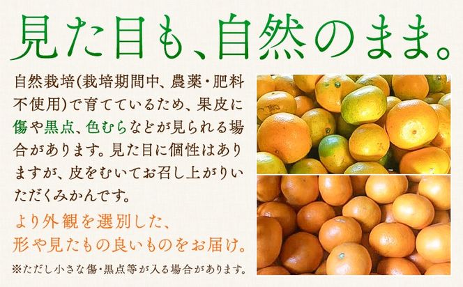 特選 温州みかん 選べる内容量 2kg 3kg 5kg 池田農園《11月上旬-12月末頃出荷》熊本県 玉名郡 玉東町 みかん ミカン 柑橘 フルーツ 果物 自然栽培 栽培期間中農薬・肥料不使用---gkt_ikd_4_2kg---