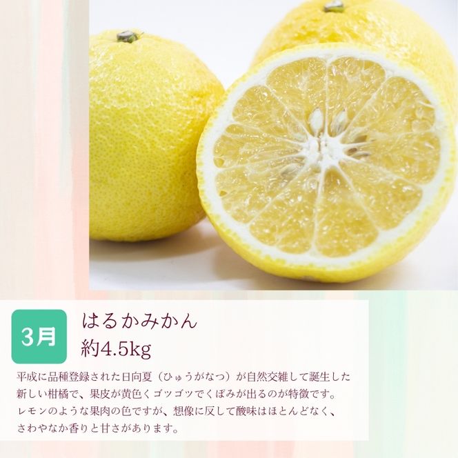 定期便全3回 【2月・3月・4月発送】 和歌山の春の柑橘 （ポンカン・はるか・ブラッドオレンジ）秀品【tkb452】