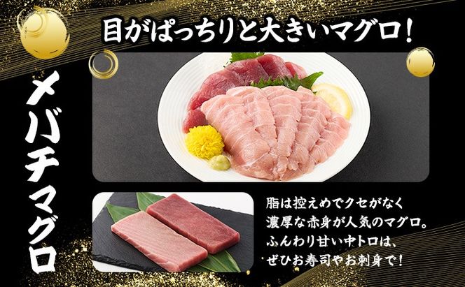 厳選メバチマグロ赤身、中トロ食べくらべ【誉丸】　mh014