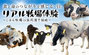 体験 牧場 食と命のつながりを感じるリアル牧場体験 ～ こはら牧場 in 笠岡湾干拓地 ～ 《30日以内に出荷予定(土日祝を除く)》株式会社こはら 岡山県 笠岡市 牛 乳牛 酪農 学習---K-71---