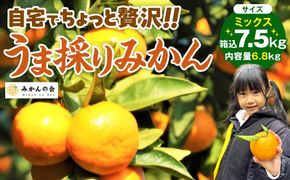 みかん うま採り 箱込約 7.5kg（内容量6.8kg） 光センサー選別 みかんの会厳選 サイズミックス 和歌山県産 産地直送 【みかんの会】［2026年11月中旬より順次出荷予定］AX425