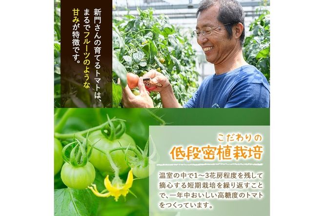 ＜先行予約受付中！2026年2月から順次発送予定＞ひなたのとまと(計2.2kg・1.1kg×2箱)トマト フルーツトマト 糖度 9度 以上 野菜 旬野菜 冷蔵 門川町産 宮崎県 門川町【A-3】【株式会社 新門トマト農園】