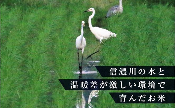 数量限定 従来品種 魚沼産コシヒカリ 精米 5kg