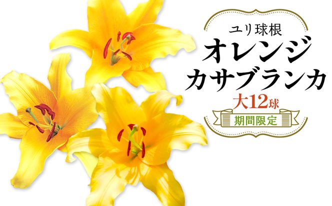 【期間限定】ユリ球根 大球オレンジカサブランカ 12球 橙花品種 花 フラワー 園芸 ガーデニング 植物 高品質 送料無料