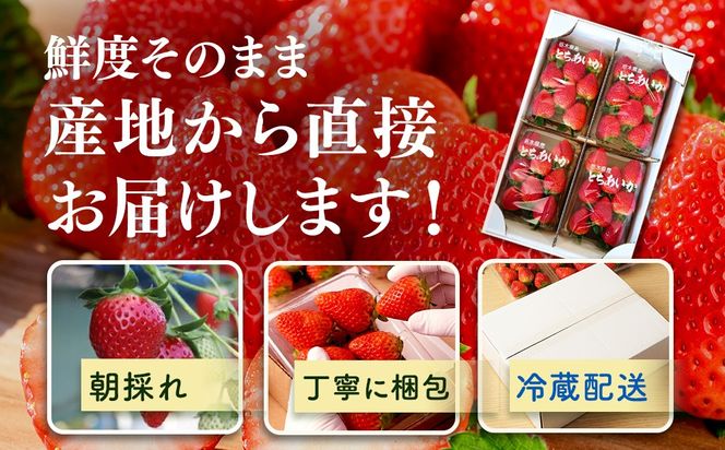 【先行予約】出会いの森いちご園 とちあいか （290g×2パック） | いちご イチゴ 苺 栃木県 果物 くだもの フルーツ とちあいか 新鮮 贈答 ギフト デザート スイーツ ※離島への配送不可 ※2026年12月上旬頃から2027年3月下旬頃に順次発送予定