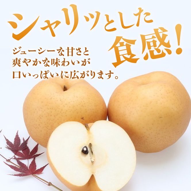 【2026年先行受付】 梨 あたご梨  秀品 約4kg(3～6玉) 岡山名産 日本一大きな梨 なし ナシ お歳暮 ギフト 御礼 プレゼント 御礼 御祝 御供 果物 くだもの フルーツ