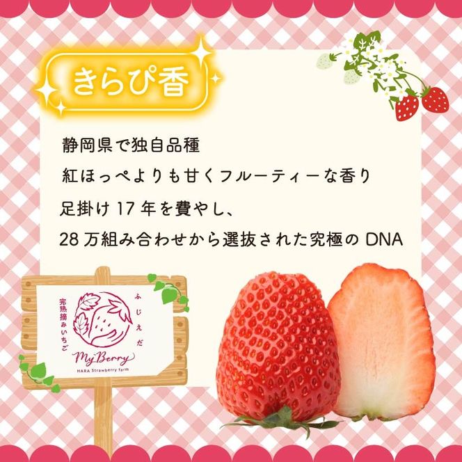 【先行予約 : 2026年1月～2026年2月発送予定 】 いちご きらぴ香 約1kg 約250g×4パック 朝どれ 完熟 苺 産地 直送 フレッシュ イチゴ 贈答 フルーツ 果物 国産 静岡県 藤枝市 ふるさと人気 ふるさとおすすめ