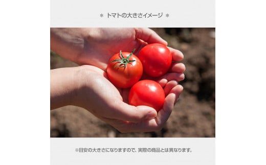 【先行予約】フルーツトマト特選ギフト 約800g <2027年1月〜発送> / 特Aランク トマト フルーツトマト 池トマト 糖度10度以上 高糖度 高知県産 ギフト 箱入り 贈答用 贈り物 健康【池トマト】[BQAG024]