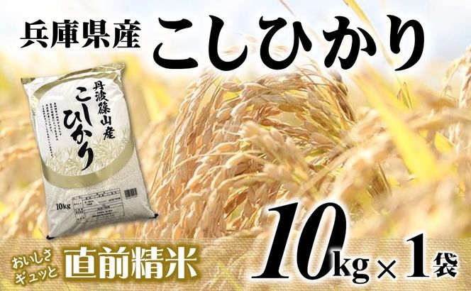 【７営業日以内発送】コシヒカリ 10kg 白米 令和７年産 【城口商店】米 お米 10kg 米10kg 兵庫県産 こしひかり コシヒカリ 令和7年産 R7年産 2025年産 精米