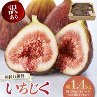【先行予約】【2026年8月中旬～出荷】訳ありいちじく 約350g×4パック 計約1.4kg 冷蔵 果物 【配送不可地域：北海道 東北 九州 沖縄 離島】
