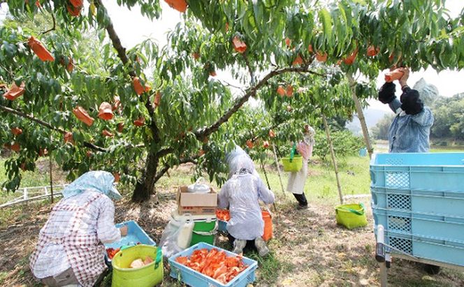 桃 2026年 先行予約 特選 岡山の白桃 7～9玉 約2kg 晩生種 もも モモ 岡山県産 国産 フルーツ 果物 ギフト いろは堂