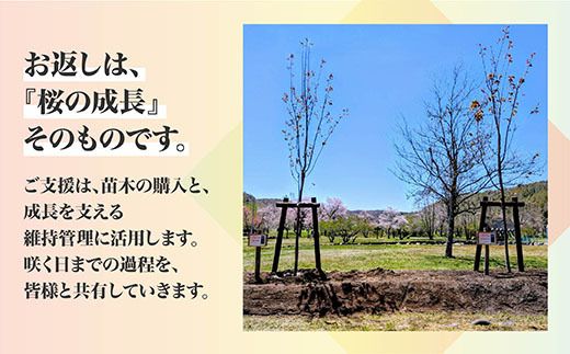 【返礼品なし】別保公園 の桜を雪害から復活させたい ｜「日本一遅い桜まつり」応援寄附（1口 1,000円〜） さくら 桜 桜の木 植樹 別保公園 北海道 釧路町 釧路超 寄付 支援 応援 共感型sakura01