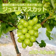 【先行予約】磐梯町産ジュエルマスカット 約0.6～0.8kg（1房）　※2026年9月～10月発送予定　　大粒 種無し
