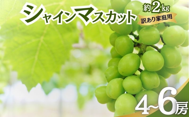 [レビューCP実施中][2026年10月発送]シャインマスカット 訳あり家庭用 約2kg 4〜6房 マスカット ぶどう 果物 信州 長野