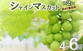 【2026年10月発送】シャインマスカット 訳あり家庭用 約2kg 4～6房 マスカット ぶどう 果物 信州 長野