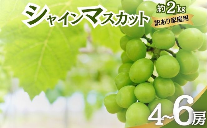 【2026年10月発送】シャインマスカット 訳あり家庭用 約2kg 4～6房 マスカット ぶどう 果物 信州 長野