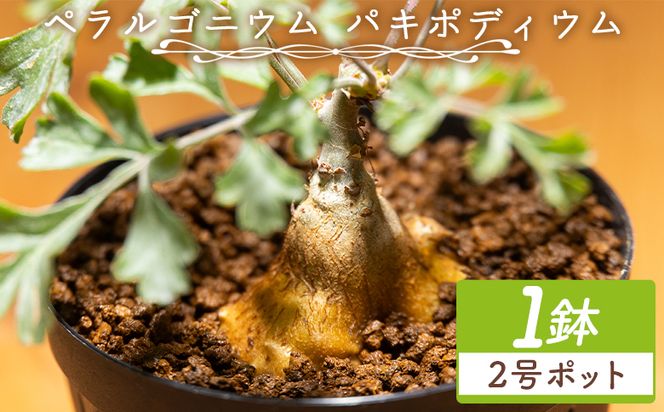 多肉植物 パキポディウム ペラルゴニウム - 植物 インテリア ナチュラル 自然 グリーン 観葉植物 おしゃれ 癒し かわいい 多肉植物 塊根植物 サキュレントフィールド Succulent field 高知県 香南市 常温 cc-0016