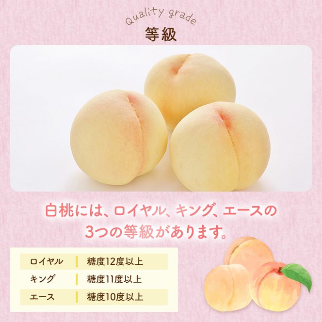 桃 2026年 先行予約 岡山 白桃 ロイヤル 4～6玉 約1kg JA おかやま のもも（早生種・中生種） もも モモ 岡山県産 国産 フルーツ 果物 ギフト 