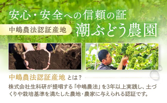 【2026年先行予約】 ぶどう 冬の贅沢 シャインマスカット 2房(1.4kg以上：1房700g以上×2箱）【11月20日から12月12日の期間に発送】 葡萄 ブドウ 岡山県産 フルーツ 果物 数量限定 期間限定 岡山 里庄町 