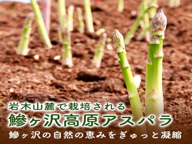 アスパラガス 先行予約 春アスパラガス 約1kg 約35本前後 S～2L 訳あり 不揃い マコト農園 規格外 アスパラ グリーンアスパラ 野菜 春 旬 旬の野菜 産地直送 2026年 2026 予約 青森 冷蔵配送 5月6月発送