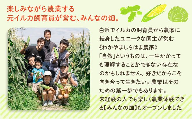 しらはまレタポタ 6袋 セット わかやましらはま農家 特製 ポタージュスープ 304018_DK03