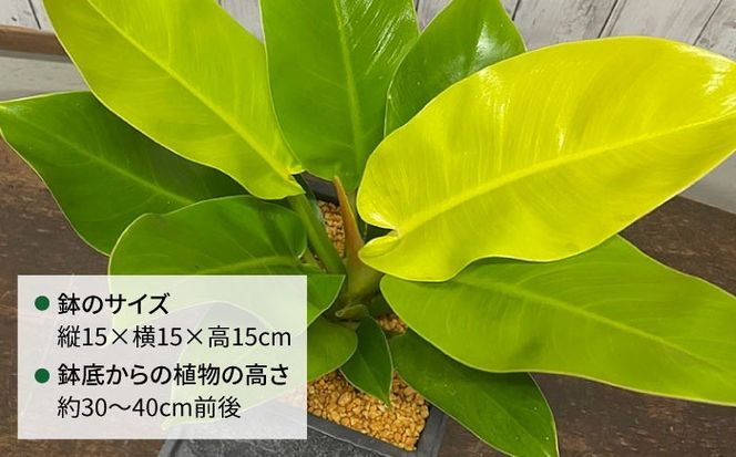 鮮やかなイエローグリーンが美しい 『フィロデンドロン・インペリアルゴールド』 グレースクエアポット付 糸島市 / cocoha 観葉植物 グリーン 緑 インテリア[AWB044]