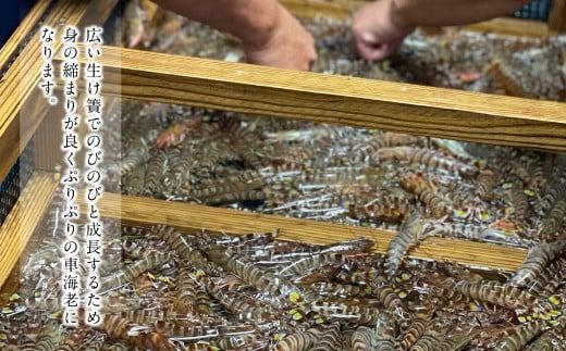 森さん家の冷凍車えび 活き〆冷凍車海老250g（約8～15尾）車海老 くるまえび 車えび 国産 天草の海 冷凍 【2026年3月下旬まで順次発送予定】