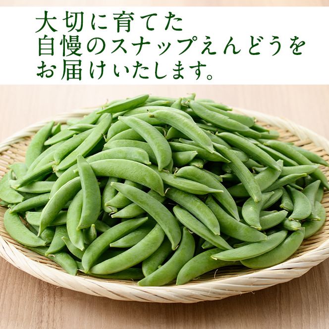 ＜先行予約受付中！2027年1月上旬以降順次発送予定＞ 期間限定！スナップえんどう (計1.5kg) 国産 鹿児島県産 ハウス栽培 野菜 豆 スナックエンドウ 【東新グリーンファーム合同会社】akn062-02