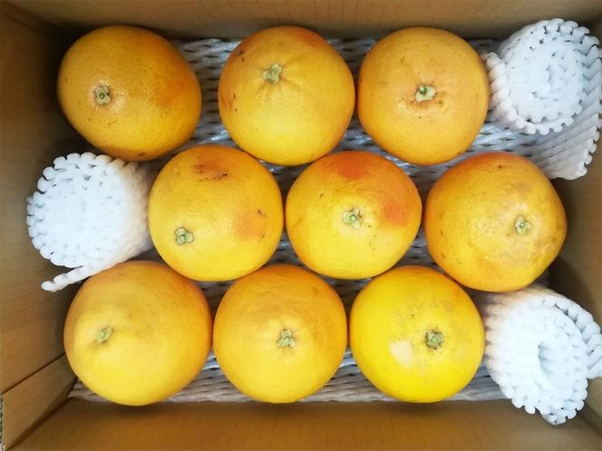 美浜町産グレープフルーツ（スタールビー）大玉 傷あり 約3.5kg　※2026年4月下旬～8月上旬頃に順次発送予定