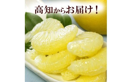 ＜土佐市産＞ 土佐文旦 大玉 訳あり 約10kg（3L～2Lいずれかのサイズ）白木果樹園 返礼品 高知県 土佐市