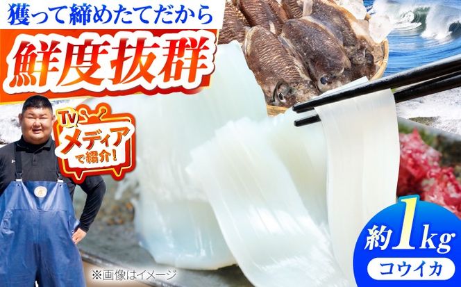 【先行予約】【2027年3月下旬以降順次発送】築上町で捕れた「 コウイカ 」約1kg (3～5杯)《築上町》【明青丸】[ABCB001]