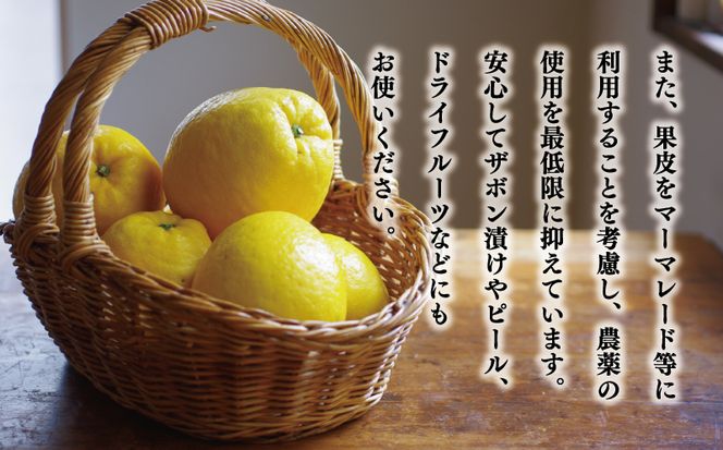 贈答用 河内晩柑 樹齢 30年以上 7.5kg （ サイズ ミックス ） 13000円 みかん mikan 蜜柑 ミカン かわちばんかん 愛南ゴールド あいなん ゴールド 文旦 派生 グレープフルーツ 和製 産地直送 国産 農家直送 期間限定 数量限定 特産品 ゼリー ジュース アイス 等に 人気 さわやか 甘い フルーツ 果物 柑橘 ギフト プレゼント 小玉 含む 果樹園みどり 愛南町 愛媛県
