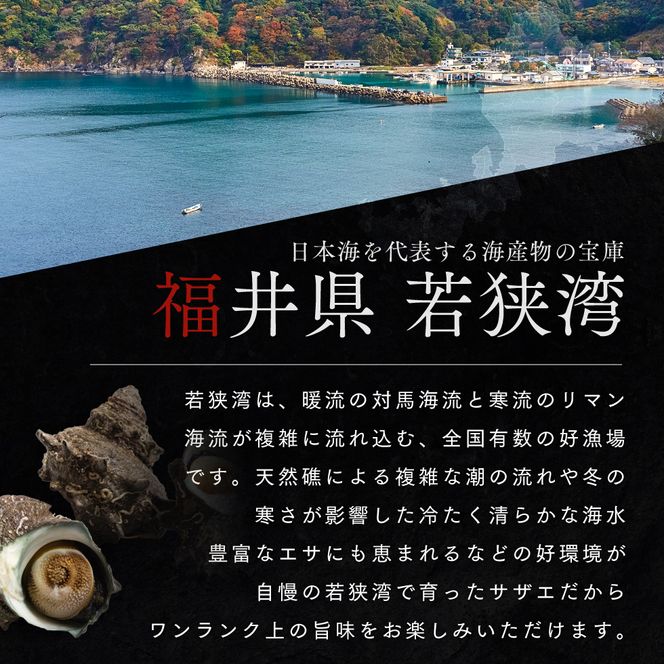 活さざえ 約2kg セット 詰め合わせ 若狭湾産 活 さざえ サザエ 貝 貝類 魚介 魚介類 海鮮 海鮮セット 新鮮 福井 福井県 若狭町