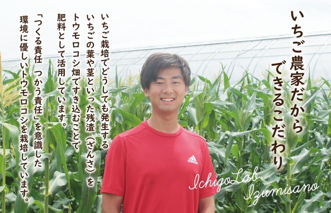 099H4021 【先行予約】朝採り ホワイトコーン 8本セット【とうもろこし 農家直送 新鮮 野菜 やさい 期間限定】