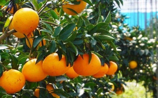 ハウス栽培 正品 まどんな 5kg 20000円 愛果28号 紅まどんな と 同品種 あいか アイカ 高級 人気 ブランド 柑橘 果物 フルーツ ハウス栽培 施設栽培 ギフト プレゼント 数量限定 期間限定 産地直送 国産 農家直送 特産品 お取り寄せ みかん mikan 蜜柑 みかん ミカン マドンナ スマイルカット 甘い おいしい ゼリー ぷるぷる 前田ファーム 愛南町 愛媛県